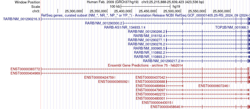 gene isoform structure of RARB