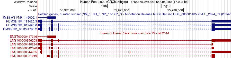 gene isoform structure of RBM38