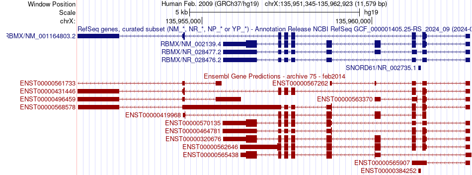 gene isoform structure of RBMX