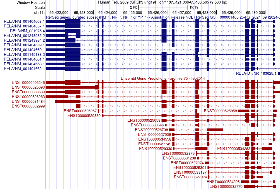 gene isoform structure of RELA