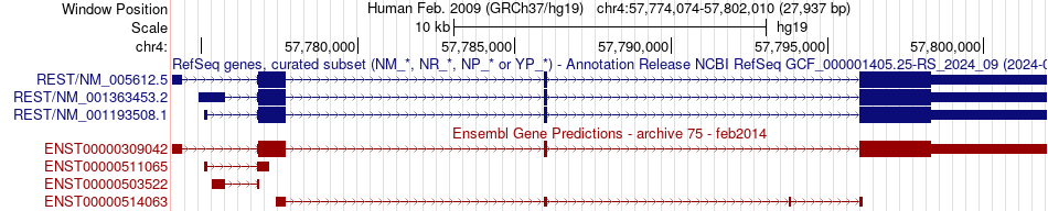 gene isoform structure of REST