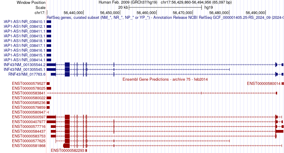 gene isoform structure of RNF43