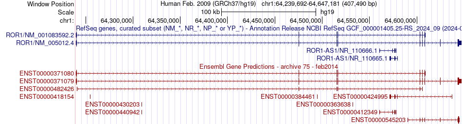 gene isoform structure of ROR1