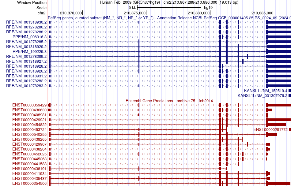 gene isoform structure of RPE