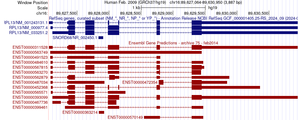 gene isoform structure of RPL13