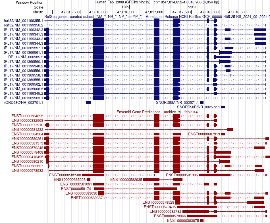 gene isoform structure of RPL17