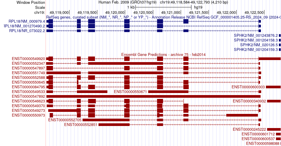 gene isoform structure of RPL18