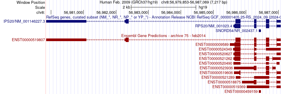 gene isoform structure of RPS20