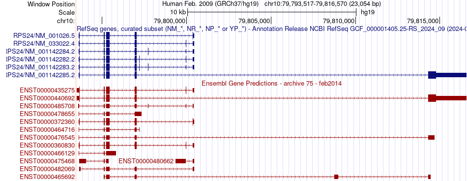 gene isoform structure of RPS24