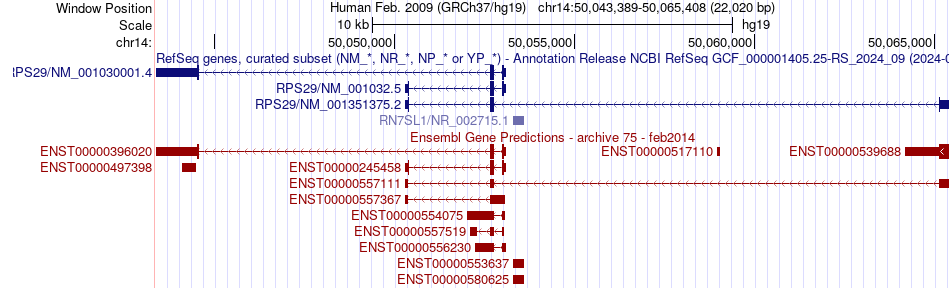 gene isoform structure of RPS29