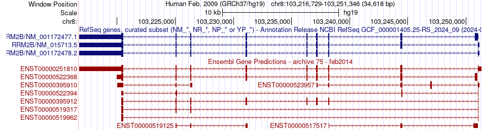 gene isoform structure of RRM2B