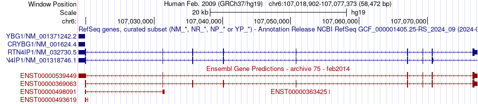 gene isoform structure of RTN4IP1
