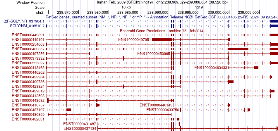 gene isoform structure of SCLY