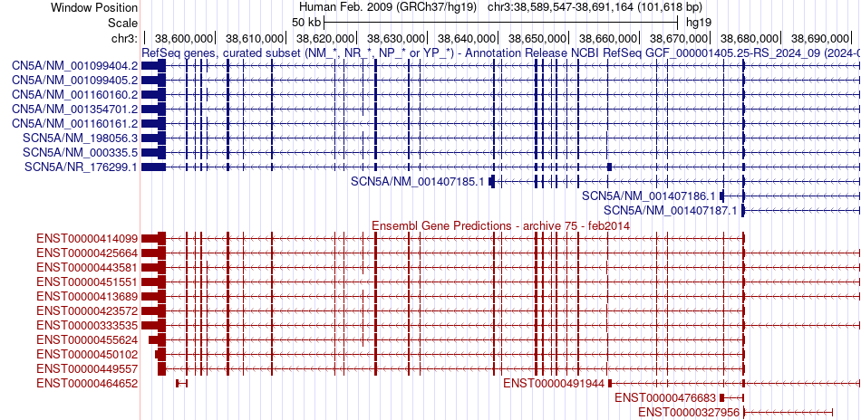 gene isoform structure of SCN5A
