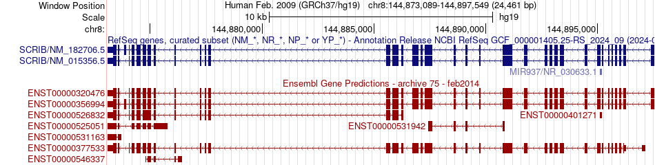 gene isoform structure of SCRIB