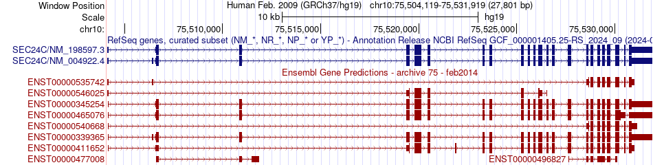 gene isoform structure of SEC24C
