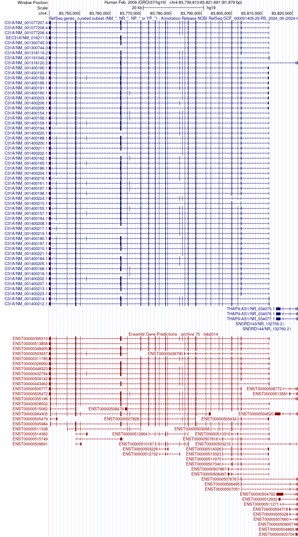 gene isoform structure of SEC31A