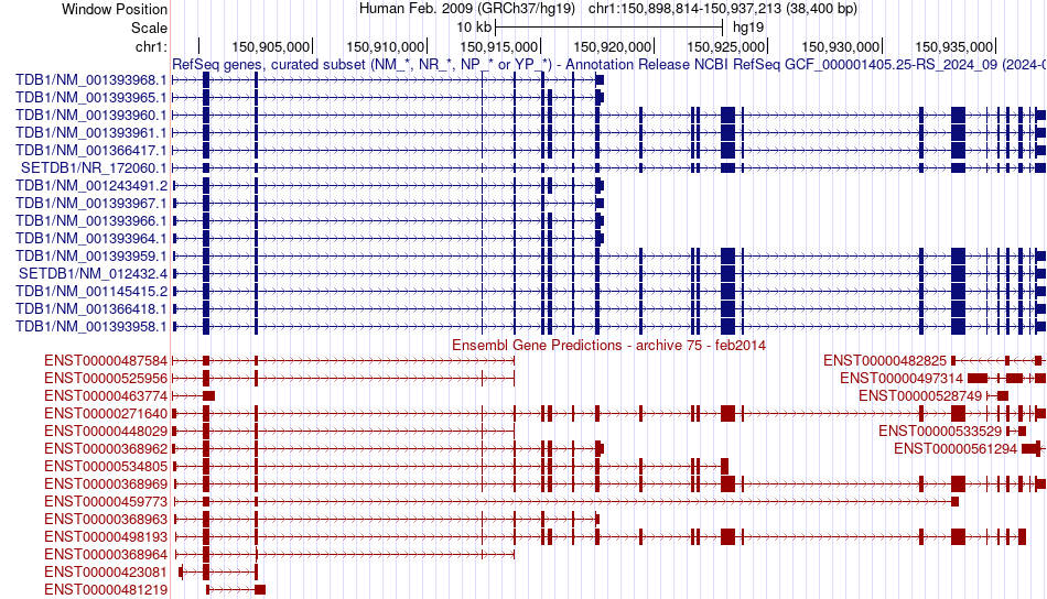 gene isoform structure of SETDB1