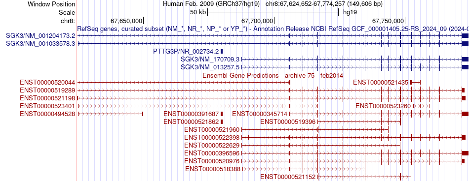gene isoform structure of SGK3