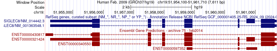 gene isoform structure of SIGLEC8