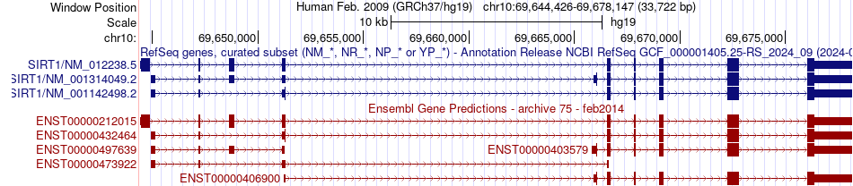gene isoform structure of SIRT1