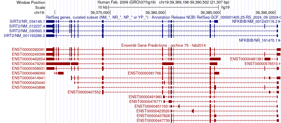 gene isoform structure of SIRT2