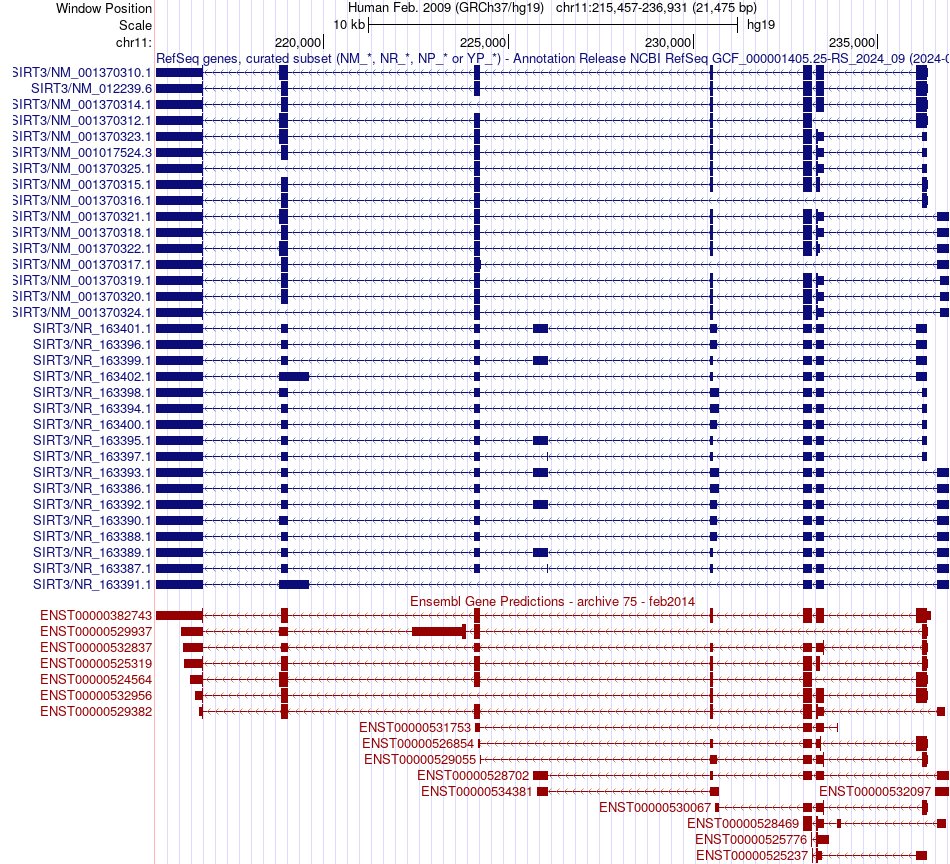 gene isoform structure of SIRT3