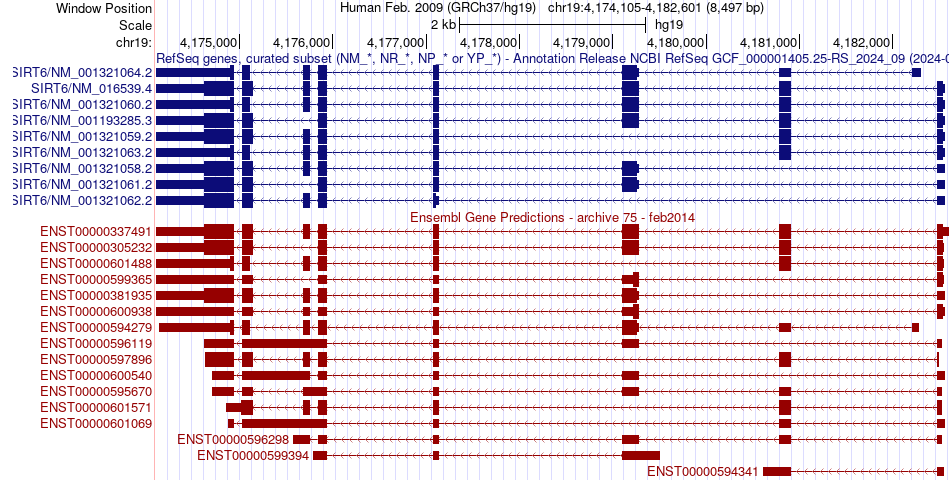 gene isoform structure of SIRT6