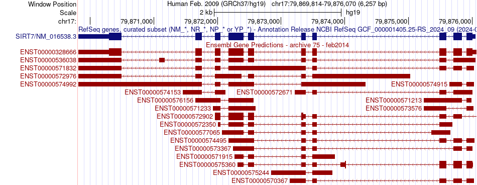 gene isoform structure of SIRT7