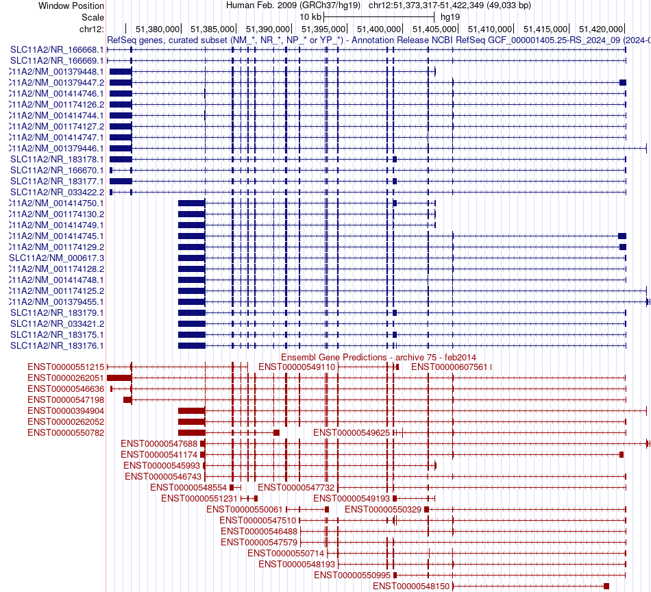 gene isoform structure of SLC11A2