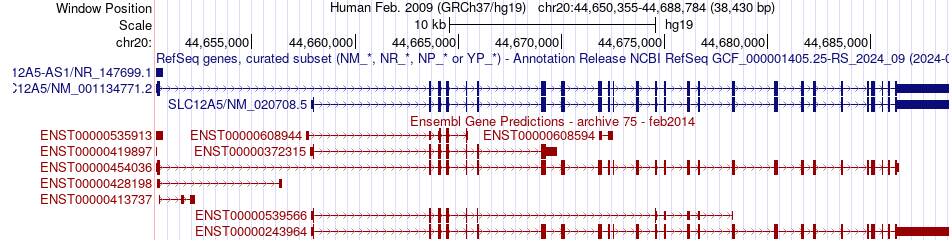 gene isoform structure of SLC12A5