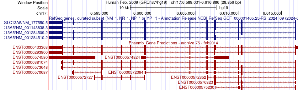 gene isoform structure of SLC13A5