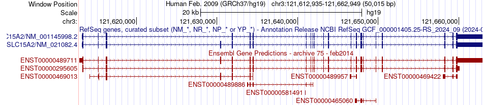 gene isoform structure of SLC15A2