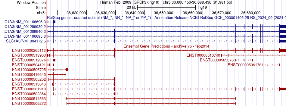 gene isoform structure of SLC1A3