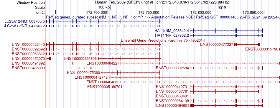 gene isoform structure of SLC25A12