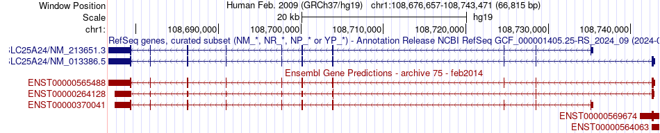 gene isoform structure of SLC25A24