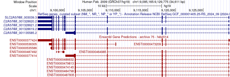 gene isoform structure of SLC2A5