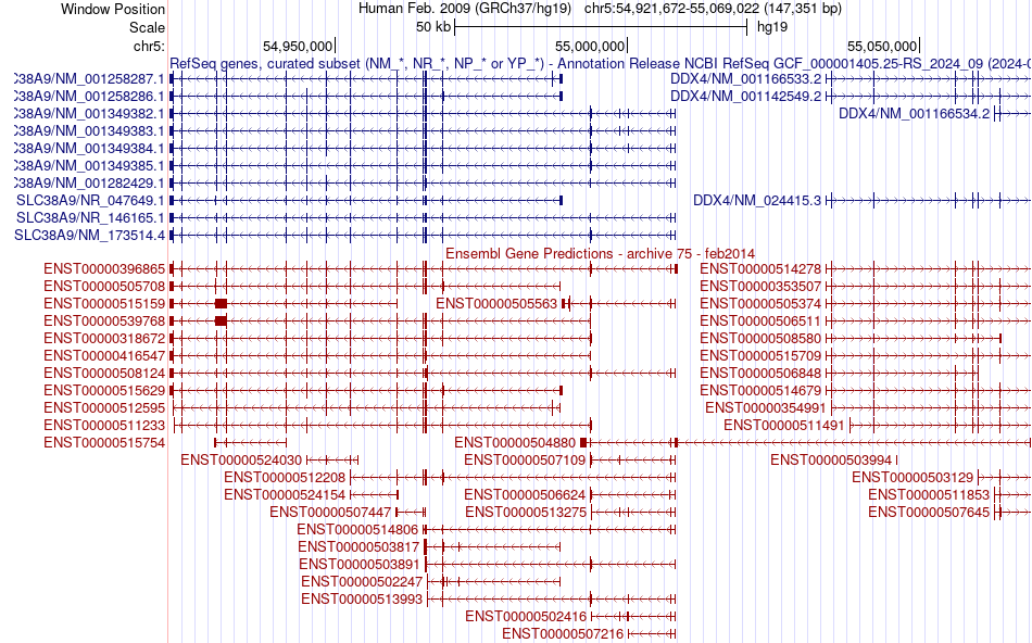 gene isoform structure of SLC38A9
