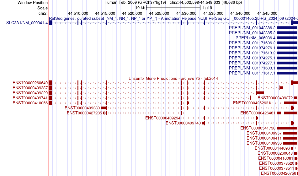 gene isoform structure of SLC3A1