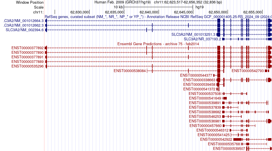 gene isoform structure of SLC3A2