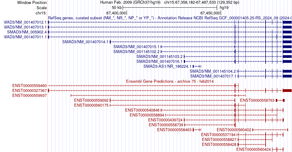 gene isoform structure of SMAD3