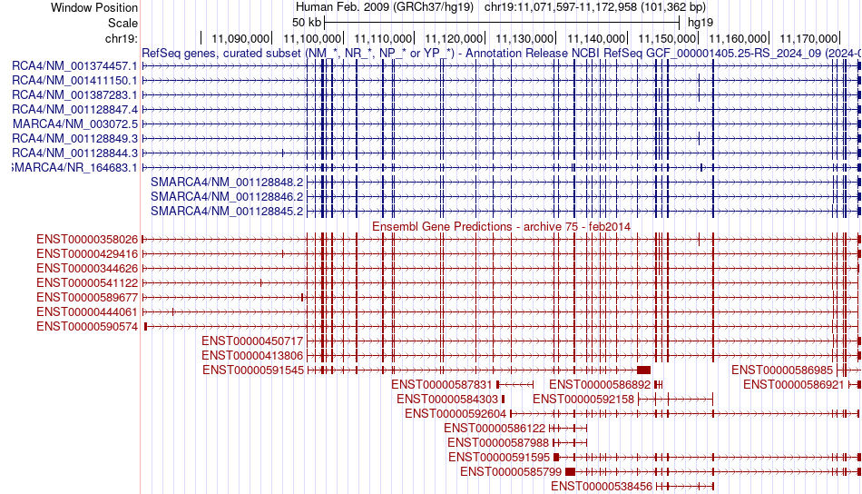 gene isoform structure of SMARCA4