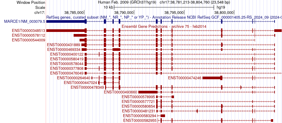 gene isoform structure of SMARCE1