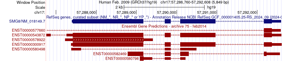 gene isoform structure of SMG8