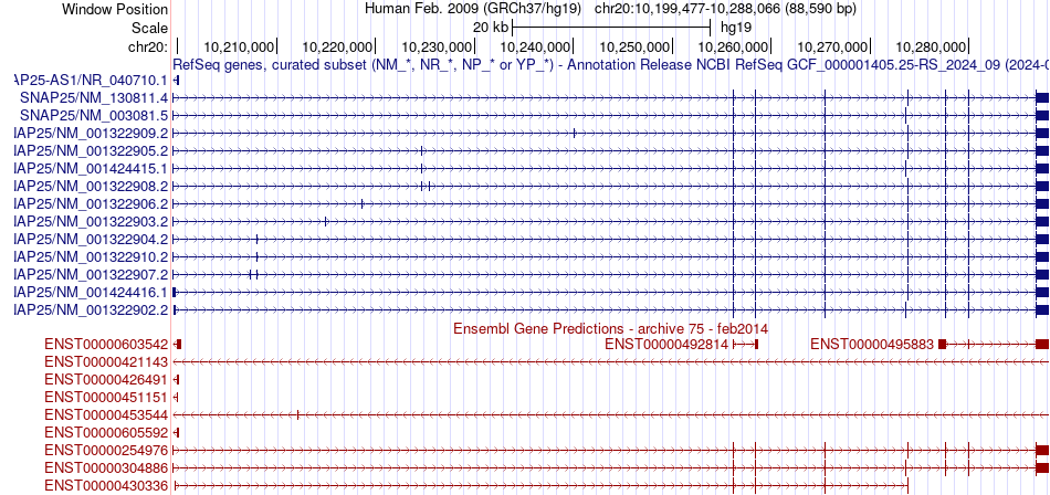 gene isoform structure of SNAP25