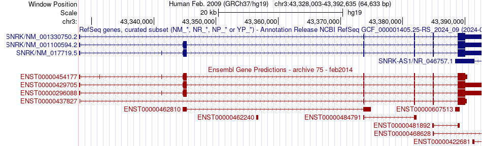 gene isoform structure of SNRK