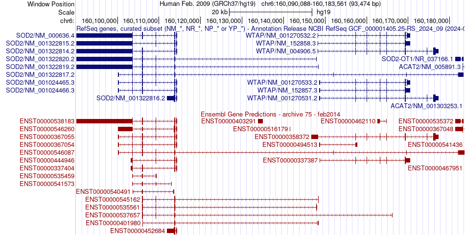 gene isoform structure of SOD2