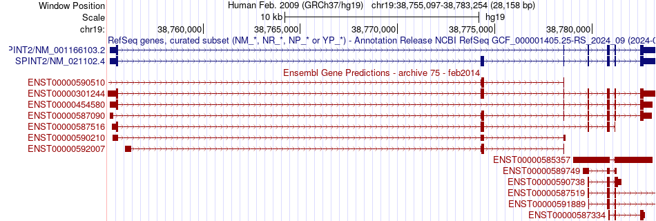 gene isoform structure of SPINT2