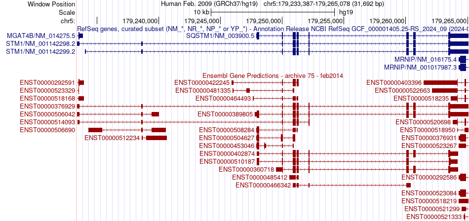 gene isoform structure of SQSTM1