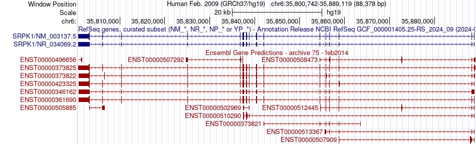 gene isoform structure of SRPK1